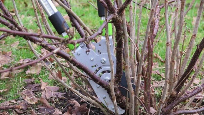 Wie und was man im Frühjahr Johannisbeeren von Schädlingen und Krankheiten sprüht