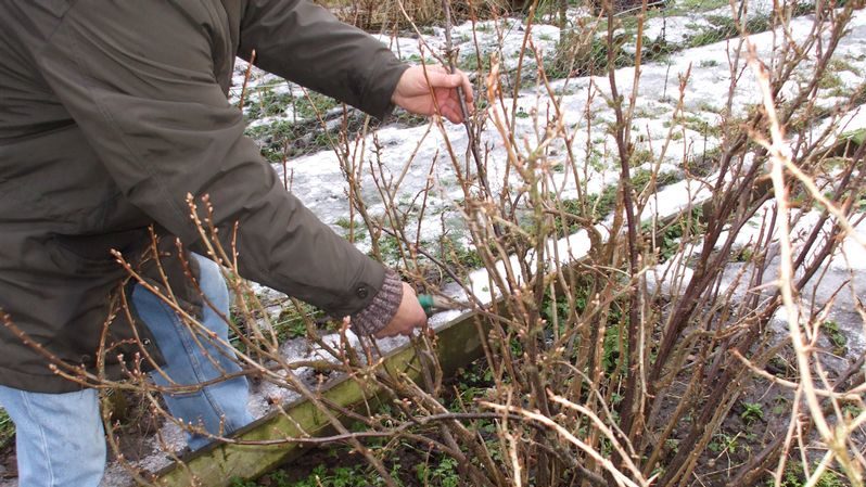 Schritt-für-Schritt-Anleitung zum Beschneiden von Johannisbeeren im Frühjahr, um eine gute Ernte zu erzielen