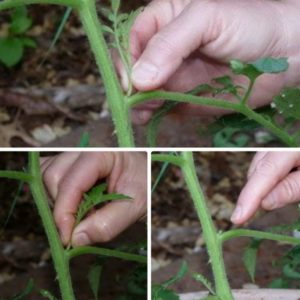 Wir lernen von erfahrenen Sommerbewohnern, wie man Tomaten richtig kneift: eine Analyse der Nuancen und eine schrittweise Beschreibung des Prozesses