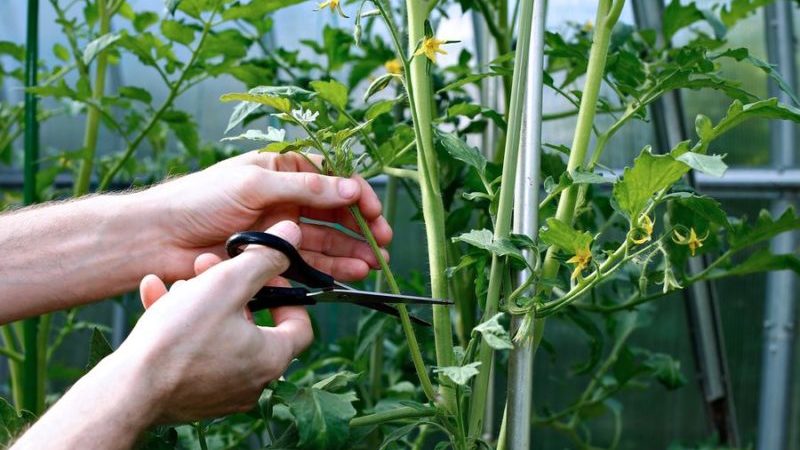 Wir lernen von erfahrenen Sommerbewohnern, wie man Tomaten richtig kneift: eine Analyse der Nuancen und eine schrittweise Beschreibung des Prozesses