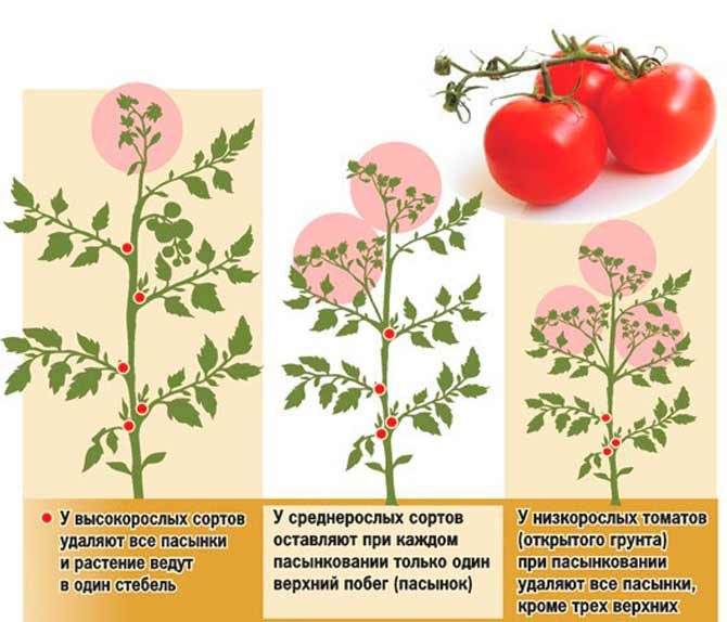 Wir lernen von erfahrenen Sommerbewohnern, wie man Tomaten richtig kneift: eine Analyse der Nuancen und eine schrittweise Beschreibung des Prozesses