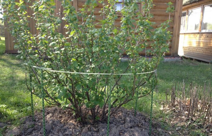 Wie man Stachelbeeren im Frühjahr füttert