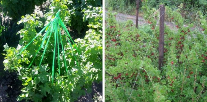 Schritt-für-Schritt-Anleitung für Gärtneranfänger: Wie man eine Stachelbeere bindet und einen Busch richtig formt