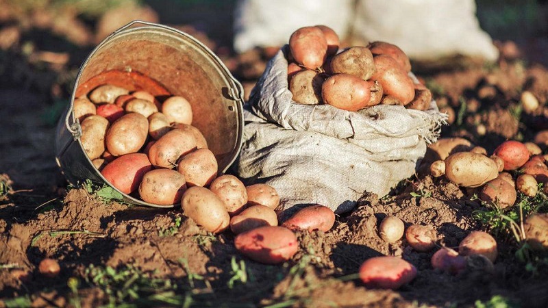 Wie Sie eine gute Kartoffelernte auf Ihrem Grundstück erzielen, auch auf einer kleinen Fläche