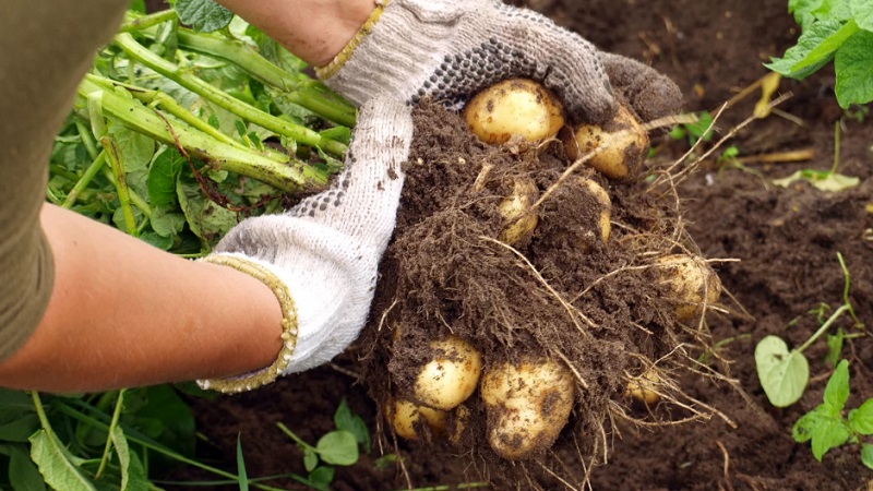 Wie Sie eine gute Kartoffelernte auf Ihrem Grundstück erzielen, auch auf einer kleinen Fläche