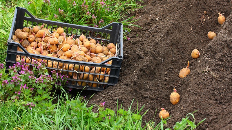 Wie Sie eine gute Kartoffelernte auf Ihrem Grundstück erzielen, auch auf einer kleinen Fläche