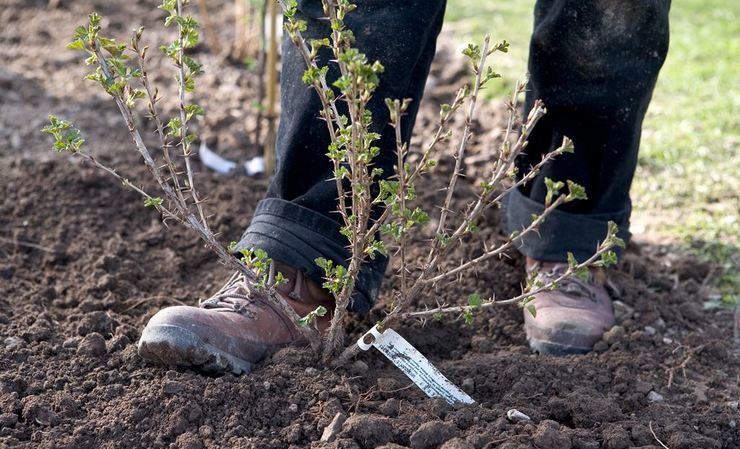 Wie man Stachelbeeren richtig verpflanzt