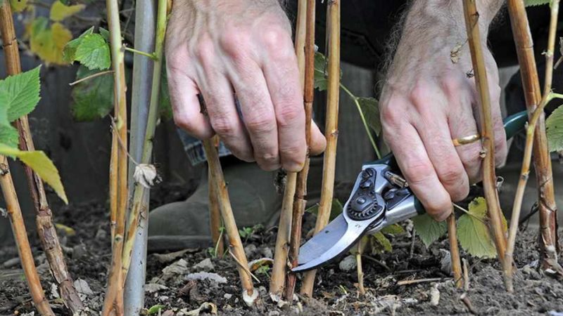 Wie man Himbeeren im Frühjahr richtig beschneidet: eine Schritt-für-Schritt-Anleitung