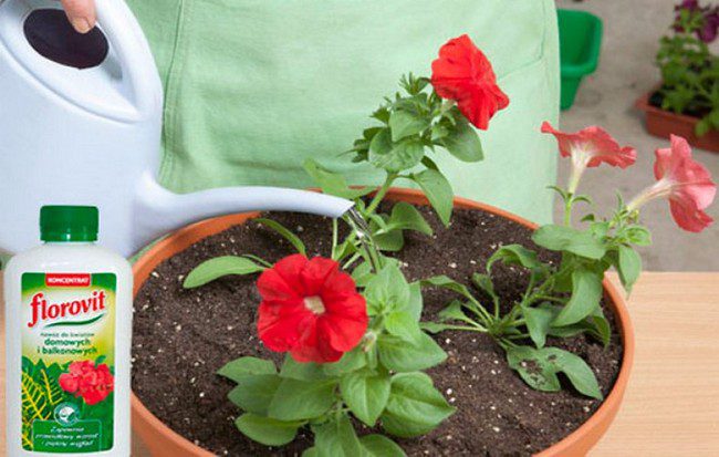 Die besten Möglichkeiten, um die Blüte von Petunien in Töpfen zu verlängern: Ratschläge von erfahrenen Blumenzüchtern