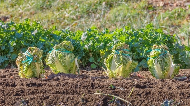 Wie man Chinakohl im Garten auf freiem Feld und zu Hause anbaut