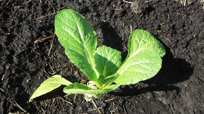 Wie man Chinakohl im Garten auf freiem Feld und zu Hause anbaut