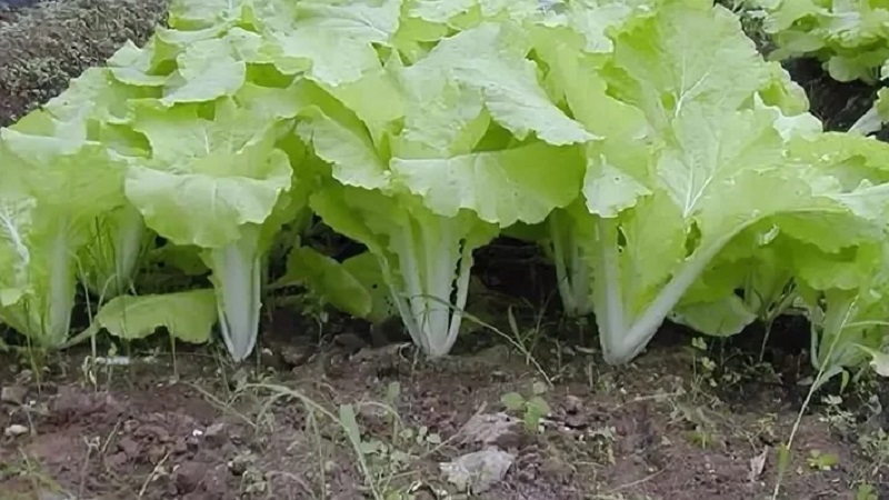 Wie man Chinakohl im Garten auf freiem Feld und zu Hause anbaut