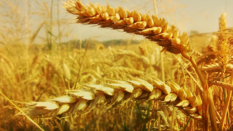 Weizenähre - Struktur, botanische Beschreibung und Merkmale