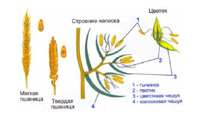 Weizenähre - Struktur, botanische Beschreibung und Merkmale