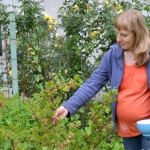 Warum Stachelbeeren gut für Frauen sind