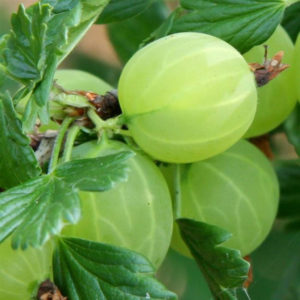 Mittlere späte winterharte finnische Stachelbeere mit süß-sauren Beeren