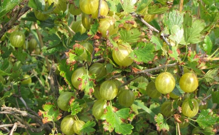 Mittlere späte winterharte finnische Stachelbeere mit süß-sauren Beeren