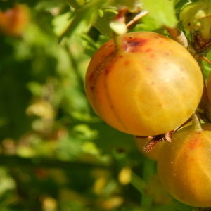 Mittlere späte winterharte finnische Stachelbeere mit süß-sauren Beeren