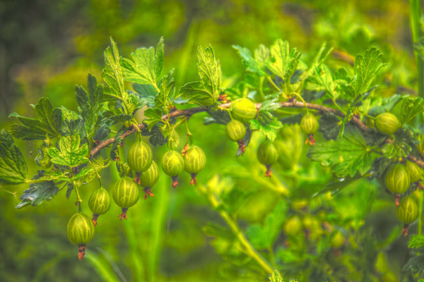 Mittlere späte winterharte finnische Stachelbeere mit süß-sauren Beeren