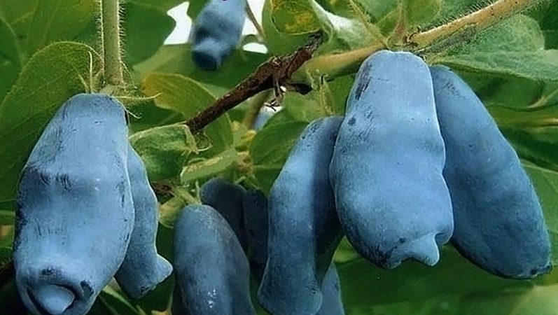 Früh reife süße Sorte Geißblatt Leningrad Riese