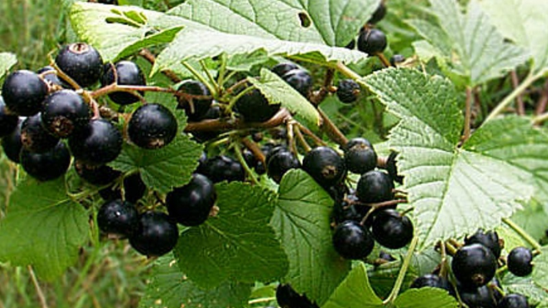 Fruchtfolge-Regeln für den Anbau von Beeren: Ist es möglich, schwarze und rote Johannisbeeren in der Nähe zu pflanzen?