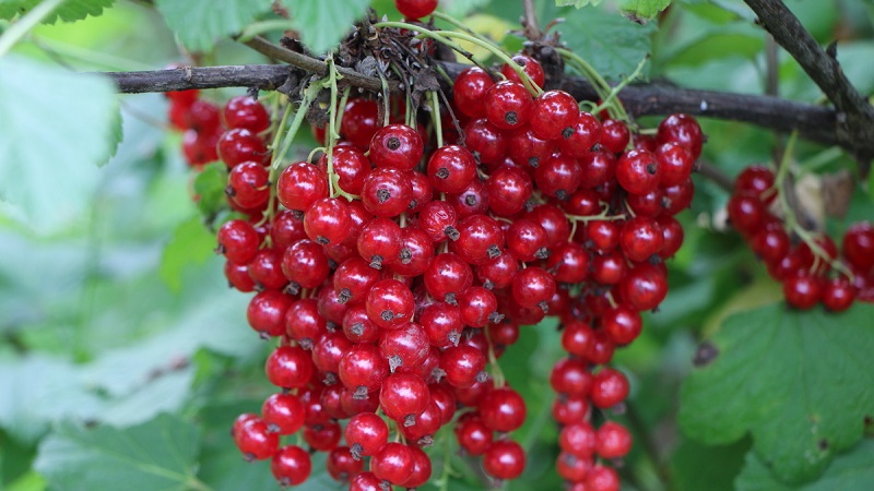 Die besten Sorten schwarzer und roter Johannisbeeren für die Region Leningrad