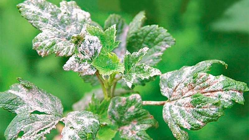 Maßnahmen zur Bekämpfung von Mehltau an Johannisbeeren, wenn bereits im Frühjahr Beeren aufgetaucht sind