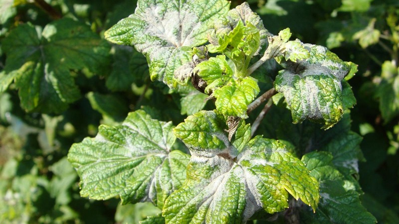 Maßnahmen zur Bekämpfung von Mehltau an Johannisbeeren, wenn bereits im Frühjahr Beeren aufgetaucht sind