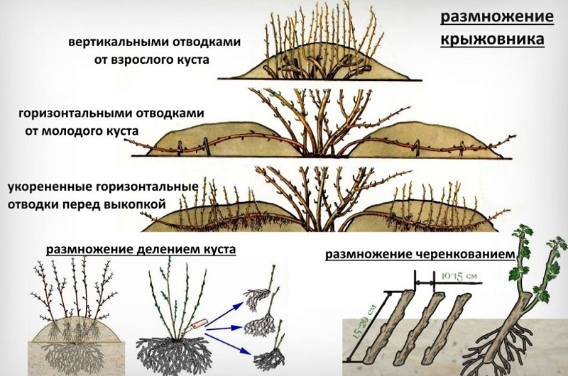 Besshipless rotfruchtige Stachelbeersorte Fridonia