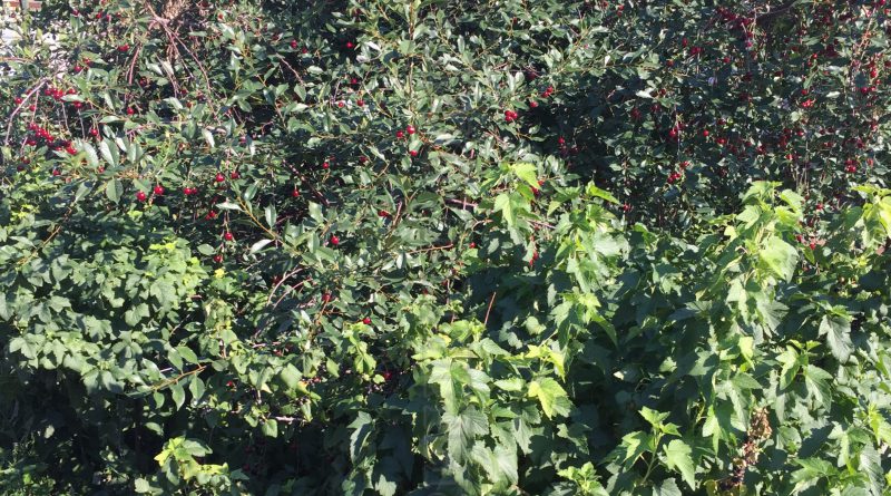 Fruchtfolge-Regeln für den Anbau von Beeren: Ist es möglich, schwarze und rote Johannisbeeren in der Nähe zu pflanzen?