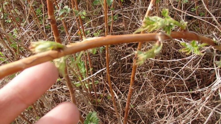 Wie man Himbeeren im Frühjahr richtig beschneidet: eine Schritt-für-Schritt-Anleitung