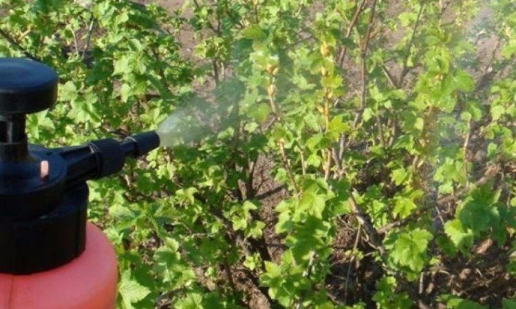 Wie und was man im Frühjahr Johannisbeeren von Schädlingen und Krankheiten sprüht