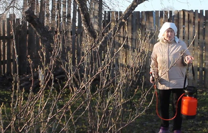 Wie und was man im Frühjahr Johannisbeeren von Schädlingen und Krankheiten sprüht