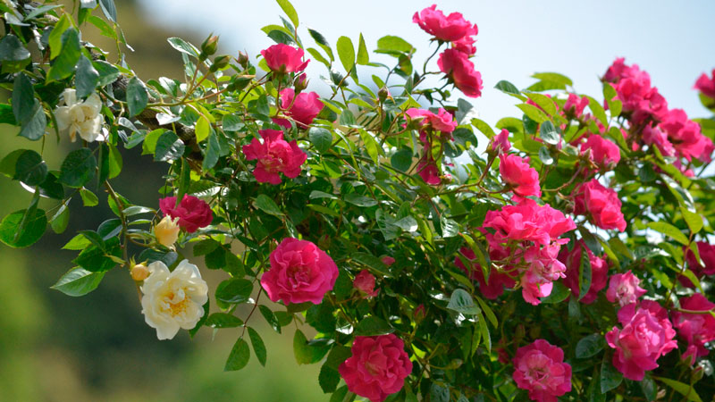 Die besten winterharten Rosensorten, die den ganzen Sommer über blühen, und die Besonderheiten ihres Anbaus