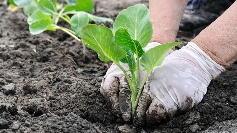 Warum Kohl nicht an den Kopf gebunden ist und was zu tun ist, um ihn zu reparieren