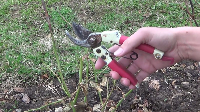 Wie man Büsche schützt und wie man Rosen im Frühjahr vor Krankheiten und Schädlingen behandelt