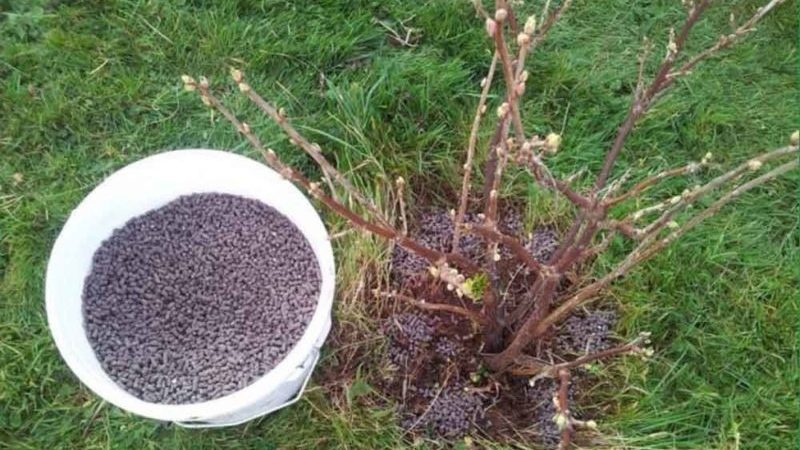 Wie man Johannisbeeren und Stachelbeeren im Frühjahr richtig füttert