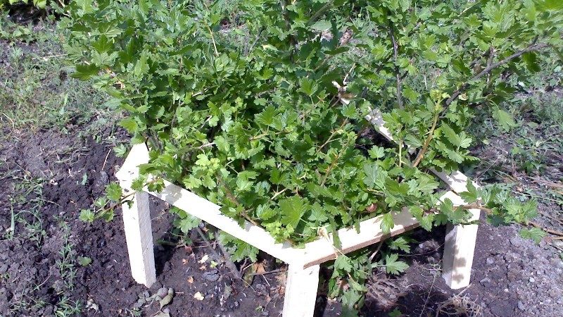 Schritt-für-Schritt-Anleitung für Gärtneranfänger: Wie man eine Stachelbeere bindet und einen Busch richtig formt