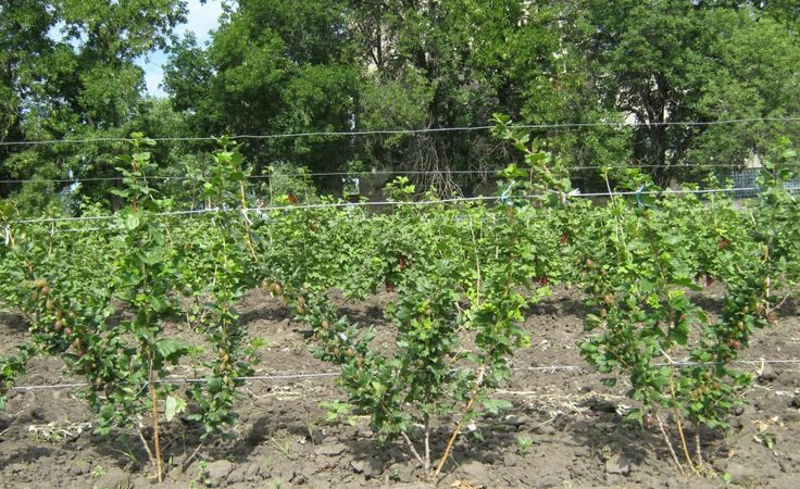 Schritt-für-Schritt-Anleitung für Gärtneranfänger: Wie man eine Stachelbeere bindet und einen Busch richtig formt