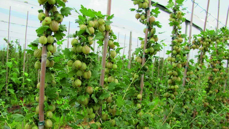 Wie man Stachelbeeren im Frühjahr füttert