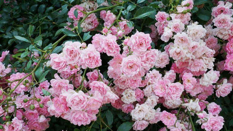 Eine Anleitung zum Schneiden von Rosen im Herbst zu Hause für Anfänger Floristen