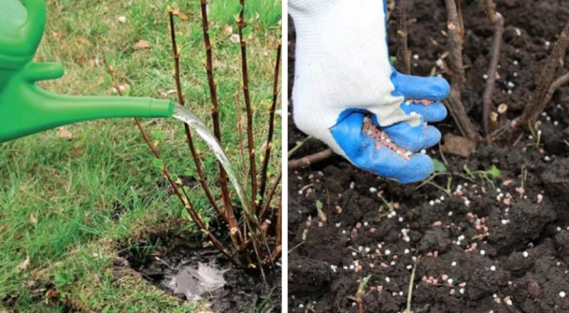 Stachelbeeren im Frühjahr auf freiem Feld pflanzen und pflegen