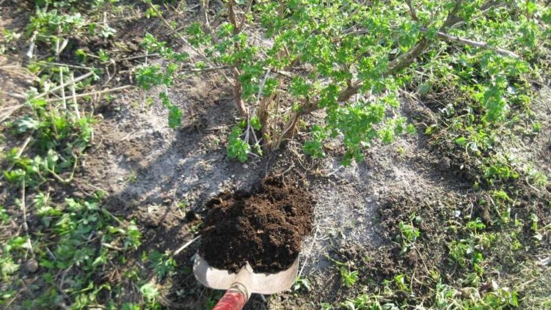 Stachelbeeren im Frühjahr auf freiem Feld pflanzen und pflegen