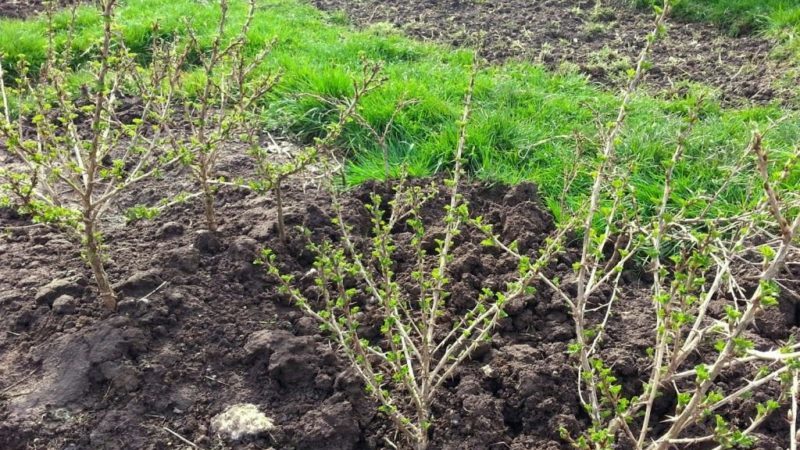 Stachelbeeren im Frühjahr auf freiem Feld pflanzen und pflegen