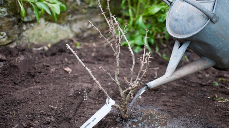 Stachelbeeren im Frühjahr auf freiem Feld pflanzen und pflegen