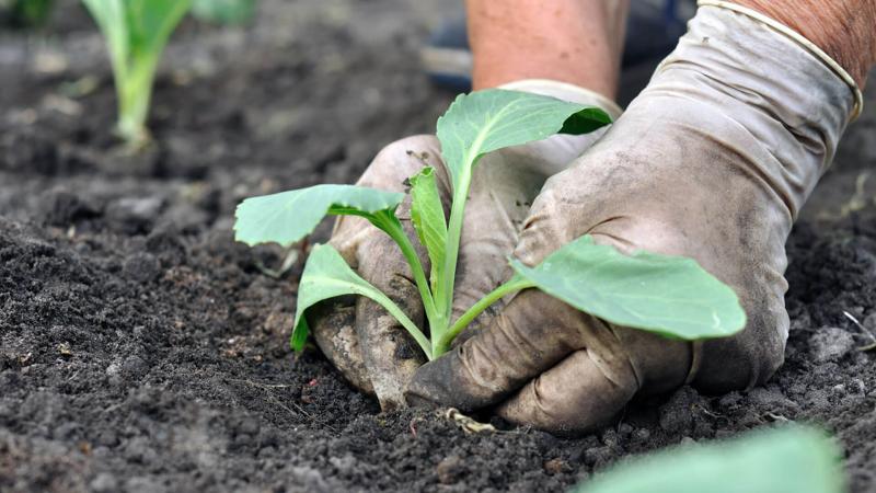 Un soi de varză universal la mijlocul sezonului Nadezhda