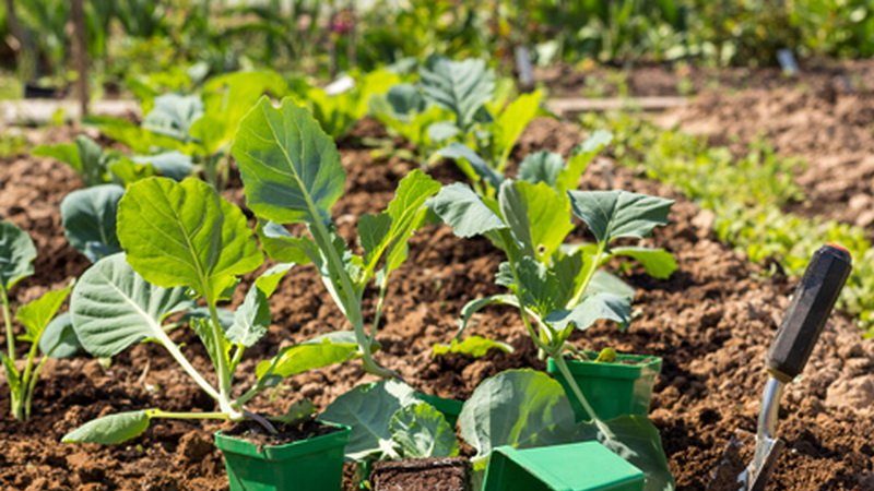 Wie und wann man Kohl für Setzlinge und auf offenem Boden pflanzt