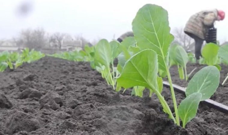 Wie und wann man Kohl für Setzlinge und auf offenem Boden pflanzt