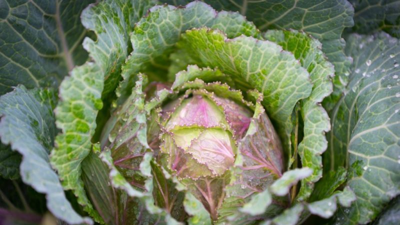 Bei welcher Temperatur gefriert Kohl