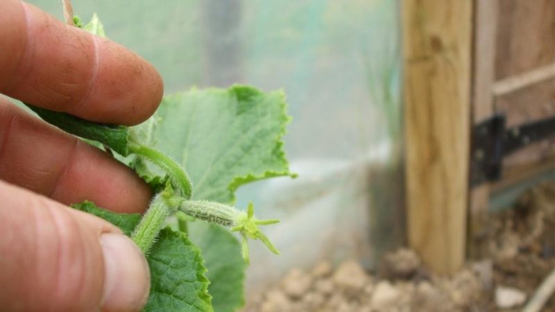 Wie man Gurken in einem Gewächshaus richtig kneift: Sorgfaltsregeln vom Pflanzen bis zur Ernte